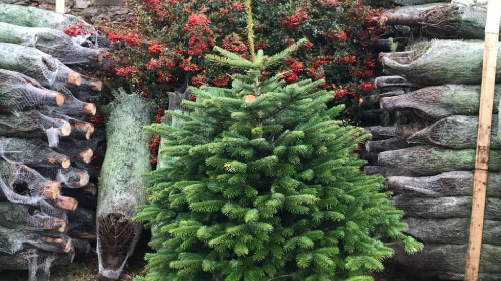 Christmas trees go on sale Bristol Zoo Gardens Hype.News Free online