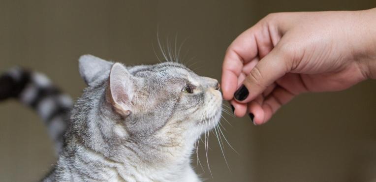 best cat toilet training