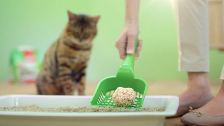 save a lot cat litter